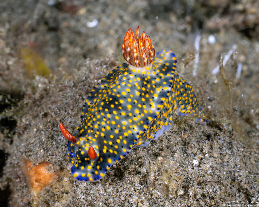 Hypselodoris roo (Roo Hypselodoris)