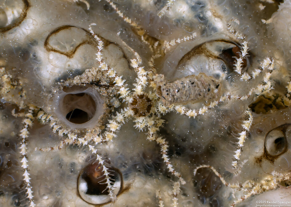 Ophiactis savignyi (Savigny’s Brittle Star)