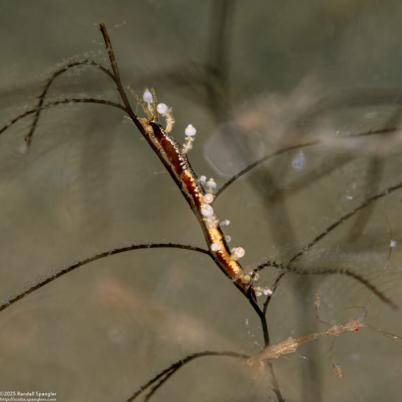 Eubranchus sp.1 (Eubranchus sp.1)