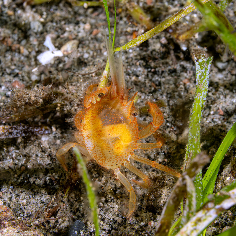 Gomeza bicornis (Two-Horned Gomeza)