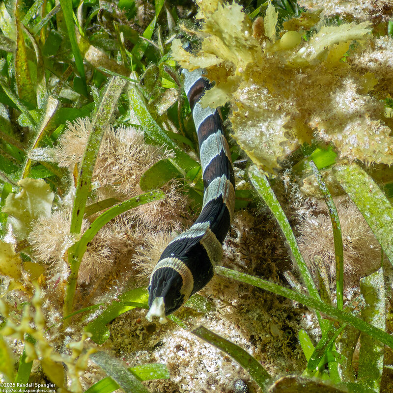 Myrichthys colubrinus (Harlequin Snake Eel)