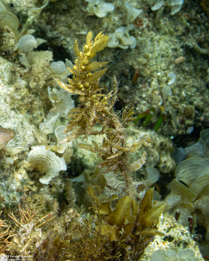 Sargassum polycystum (Sargassum Polycystum)