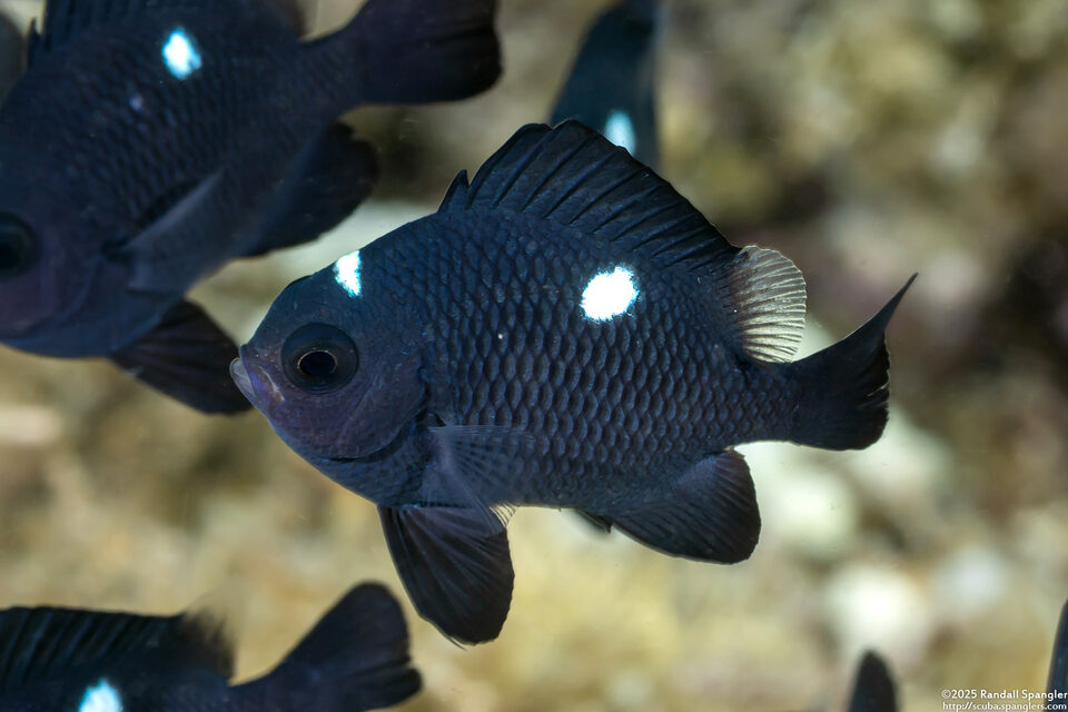 Dascyllus trimaculatus (Threespot Dascyllus)