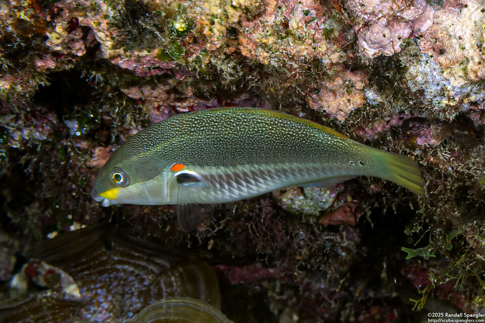 Stethojulis bandanensis (Redshoulder Wrasse)
