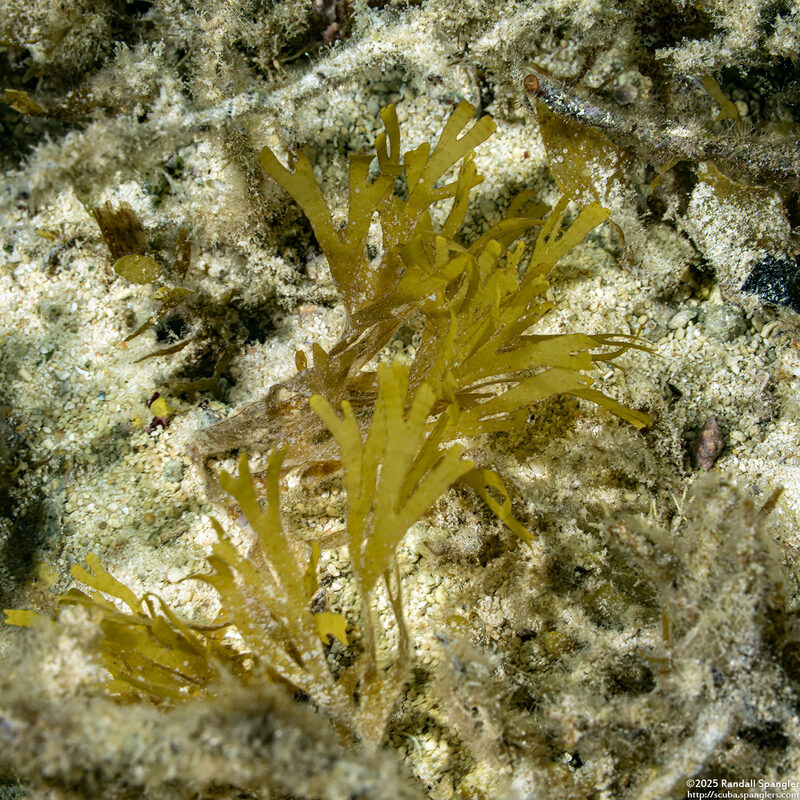 Canistrocarpus magneanus (Canistrocarpus Magneanus)