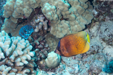 Chaetodon kleinii (Blacklip Butterflyfish)