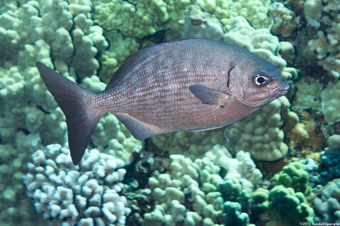 Kyphosus sandwicensis (Gray Chub)