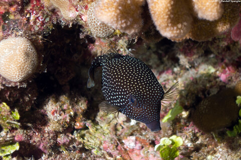 Ostracion meleagris (Spotted Boxfish)