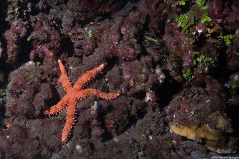 Mithrodia fisheri (Fisher's Star)