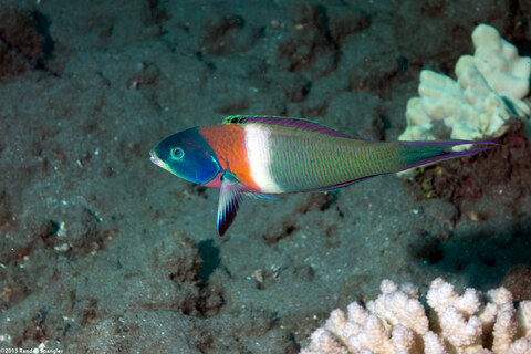 Thalassoma duperrey (Saddle Wrasse)