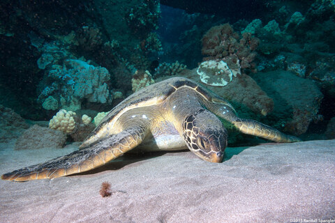 Chelonia mydas (Green Sea Turtle)