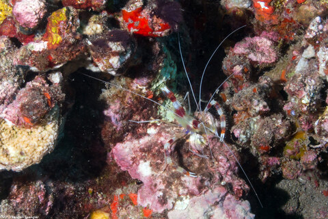 Stenopus hispidus (Banded Coral Shrimp)