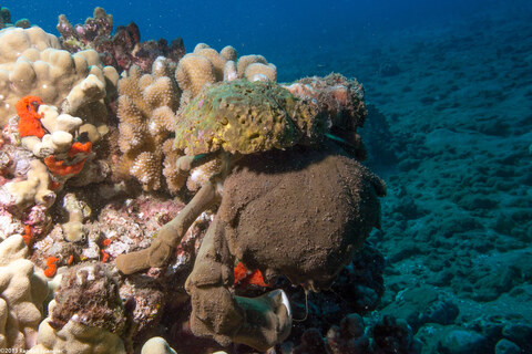 Tumidodromia dormia (Sleepy Sponge Crab)