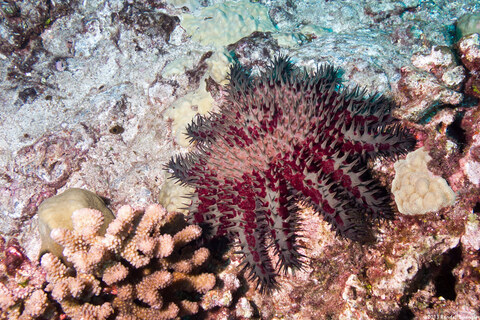 Acanthaster solaris (Crown-of-Thorns Star)