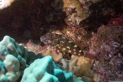 Cirrhitus pinnulatus (Stocky Hawkfish)