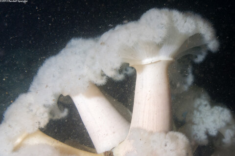 Metridium farcimen (White-Plumed Anemone)