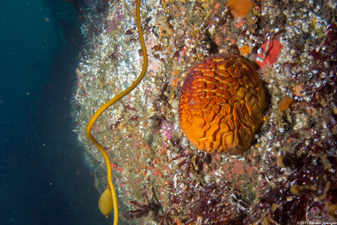Tethya aurantium (Orange Puffball Sponge)