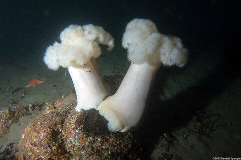 Metridium farcimen (White-Plumed Anemone)
