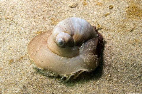 Neverita lewisii (Lewis's Moon Snail)