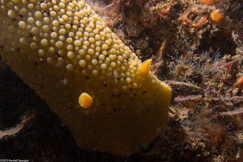Peltodoris nobilis (Sea Lemon)