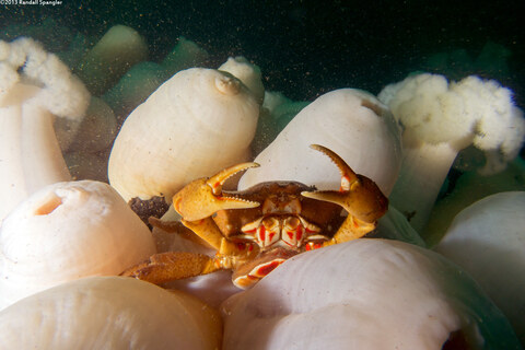 Metridium farcimen (White-Plumed Anemone)