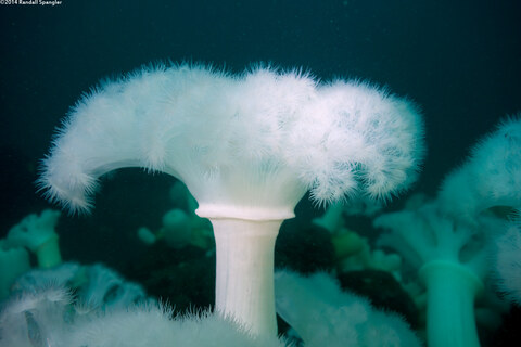 Album cover photo for San Carlos Beach - Jan 2014