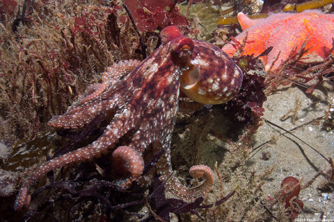 Octopus rubescens (Red Octopus)