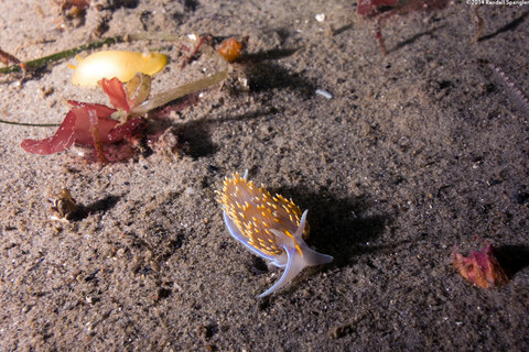Hermissenda opalescens (Opalescent Nudibranch)