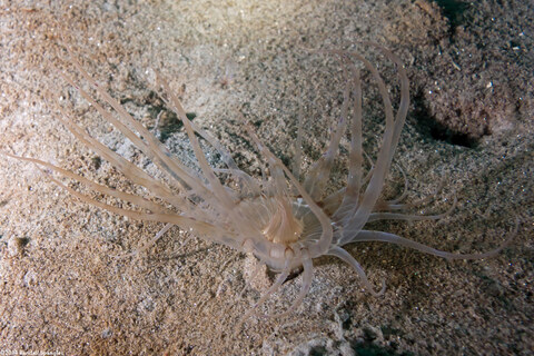 Pachycerianthus aestuari (Pachycerianthus Aestuari)