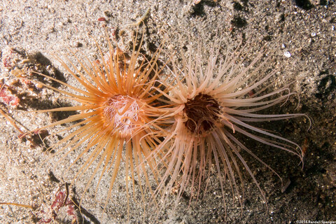 Pachycerianthus fimbriatus (Tube-Dwelling Anemone)