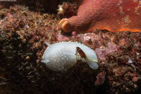 Cadlina luteomarginata (Yellow Margin Cadlina)