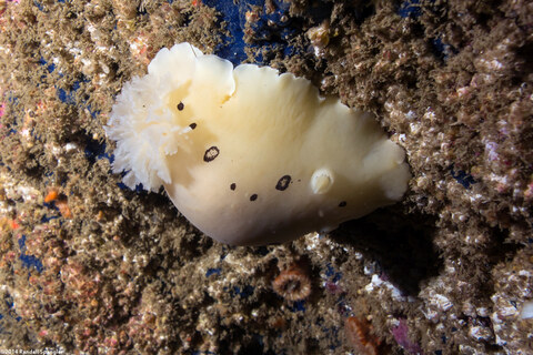 Diaulula sandiegensis (San Diego Dorid)