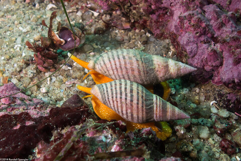 Album cover photo for Point Lobos - Feb 2014