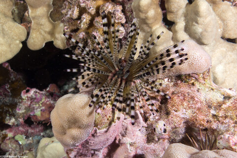Echinothrix calamaris (Double-Spined Urchin)