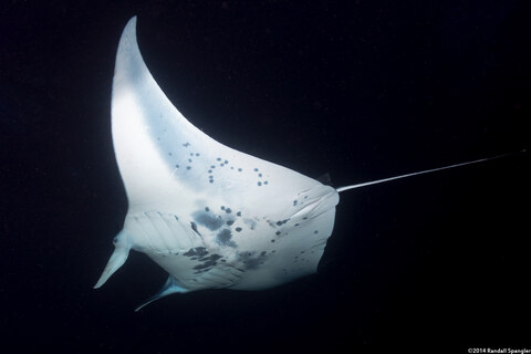 Mobula alfredi (Coastal Manta Ray)