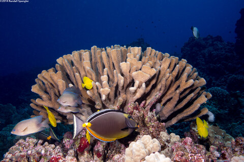 Album cover photo for Kona - March 2014