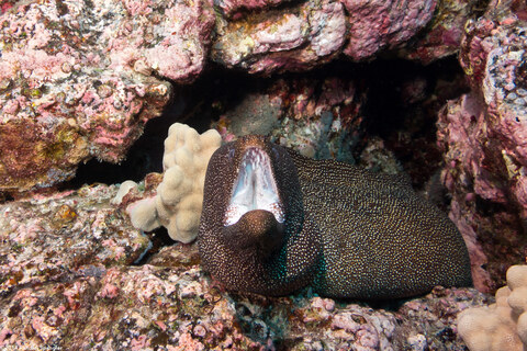Gymnothorax meleagris (Whitemouth Moray)