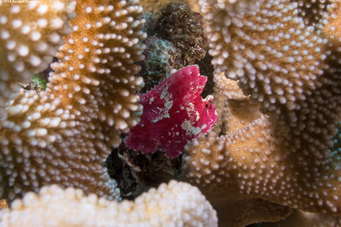 Taenianotus triacanthus (Leaf Scorpionfish)