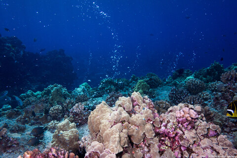 Bubbles coming up through the arch from divers below