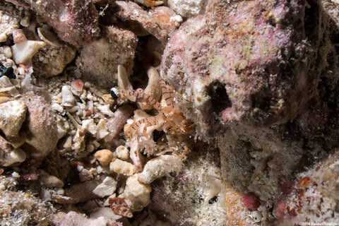 Lybia edmondsoni (Hawaiian Pom-Pom Crab)