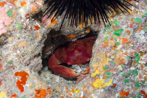 Carpilius convexus (Convex Crab)