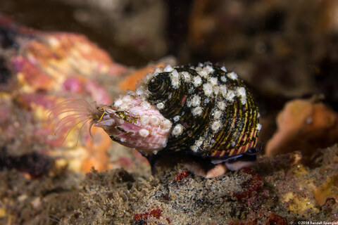 Menesiniella aquila (Menesiniella Aquila)