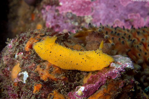 Doris montereyensis (Monterey Dorid)