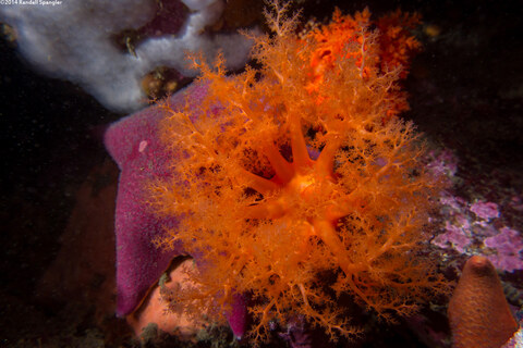 Cucumaria miniata (Orange Sea Cucumber)