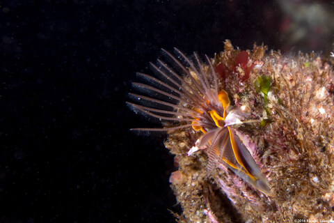 Balanus nubilus (Giant Acorn Barnacle)