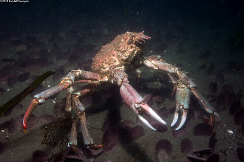 Loxorhynchus grandis (Sheep Crab)