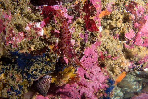 Pandalus danae (Dock Shrimp)