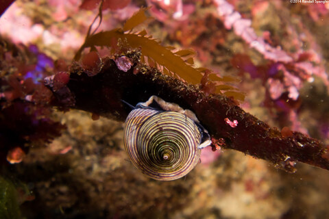 Calliostoma ligatum (Blue Top Snail)
