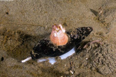 Megabalanus californicus (California Barnacle); Hitching a ride on an Ida's miter