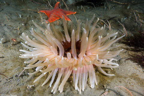 Urticina columbiana (Sand-Rose Anemone)
